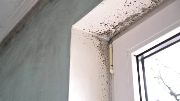 Best Fast Mold Removal  in Matthews, NC