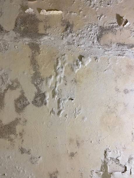 Best Professional Mold Removal  in Matthews, NC