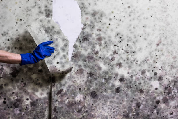 Best Same-Day Mold Removal  in Matthews, NC